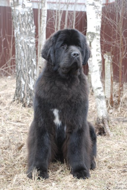 Фото: ньюфаундленд Piternyuf Mont Blanc (Питерньюф Монт Бланк)