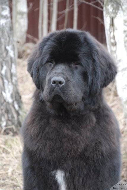 Фото: ньюфаундленд Piternyuf Mont Blanc (Питерньюф Монт Бланк)