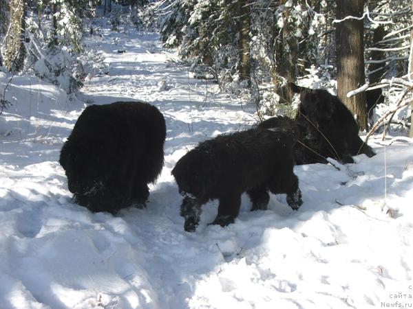 Фото: ньюфаундленд Plushevaya Panda Alex Show (Плюшевая Панда Алекс Шоу)