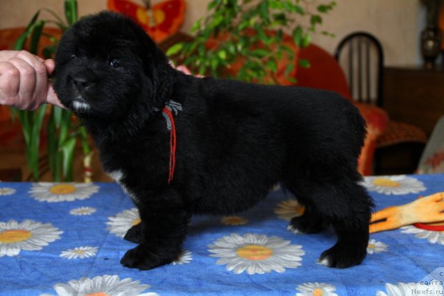 Фото: ньюфаундленд Rayzin Star iz Medvej'ego YAra (Райзин Стар из Медвежьего Яра)