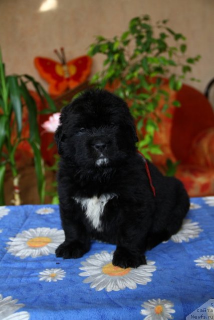 Фото: ньюфаундленд Rayzin Star iz Medvej'ego YAra (Райзин Стар из Медвежьего Яра)