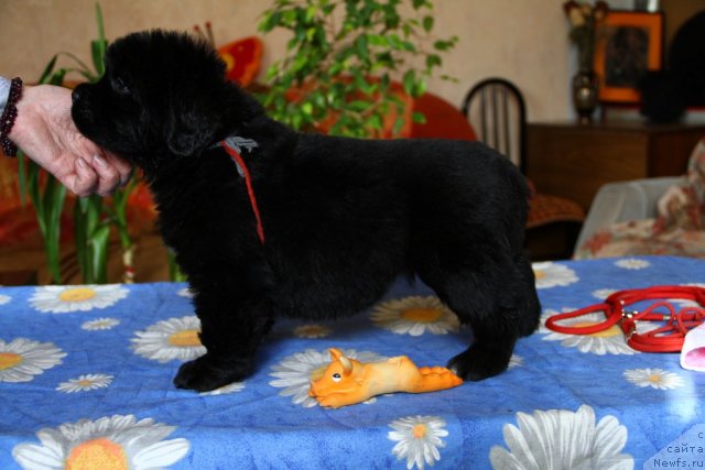 Фото: ньюфаундленд Rayzin Star iz Medvej'ego YAra (Райзин Стар из Медвежьего Яра)