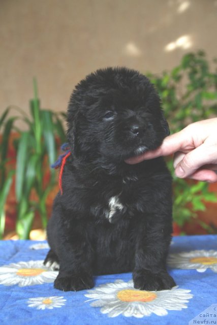 Фото: ньюфаундленд Rebekka iz Medvej'ego YAra (Ребекка из Медвежьего Яра)