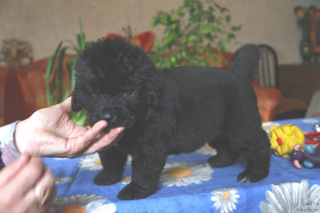 Фото: ньюфаундленд Rebekka iz Medvej'ego YAra (Ребекка из Медвежьего Яра)