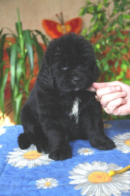 Фото: ньюфаундленд Rashn Rumba iz Medvej'ego YAra (Рашн Румба из Медвежьего Яра)