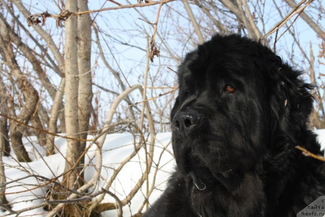 Фотография № 93058