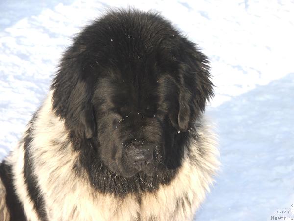 Фото: ньюфаундленд Plushevaya Panda Debra (Плюшевая Панда Дэбра)