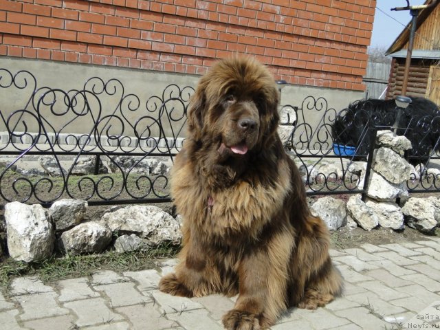 Фото: ньюфаундленд Barhatka Roskoshnaya (Бархатка Роскошная)