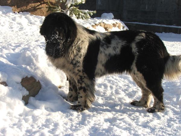 Фото: ньюфаундленд Plushevaya Panda Debra (Плюшевая Панда Дэбра)