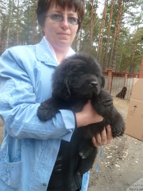 Фото: ньюфаундленд Super Premium Lya Mezon (Супер Премиум Ля Мезон)