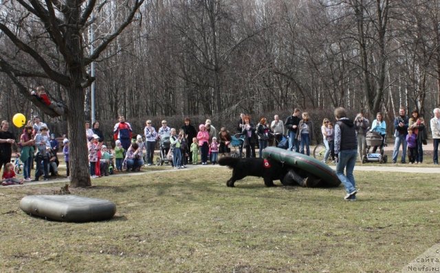 Фото: ньюфаундленд CHansi iz Zolotogo Treugol'nika (Чанси из Золотого Треугольника)