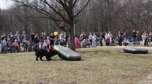 Фото: ньюфаундленд CHansi iz Zolotogo Treugol'nika (Чанси из Золотого Треугольника)