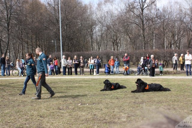 Фото: ньюфаундленд Ryesh (Рэш), ньюфаундленд Myedjikal Oushen Dip Lav (Мэджикал Оушен Дип Лав)