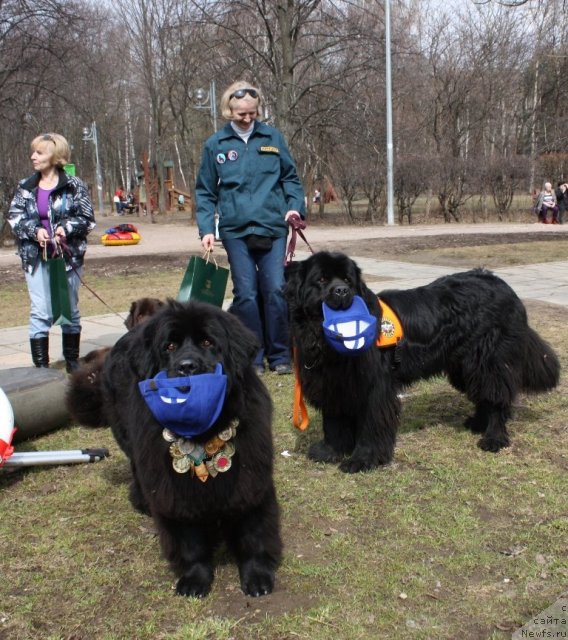 Фото: ньюфаундленд CHansi iz Zolotogo Treugol'nika (Чанси из Золотого Треугольника), ньюфаундленд Myedjikal Oushen Dip Lav (Мэджикал Оушен Дип Лав)