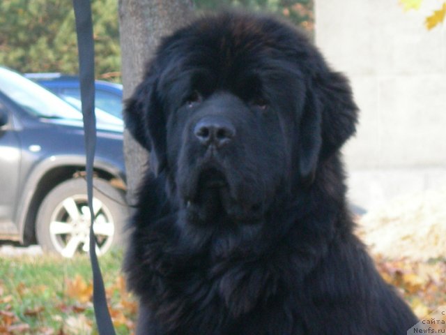 Фото: ньюфаундленд Angelo Orso Cerera (Анджело Орсо Церера)