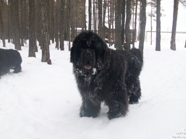 Фото: ньюфаундленд Karat iz Medvejyego Yara (Карат из Медвежьего Яра)