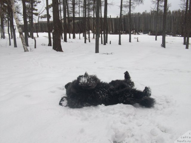 Фото: ньюфаундленд Karat iz Medvejyego Yara (Карат из Медвежьего Яра)