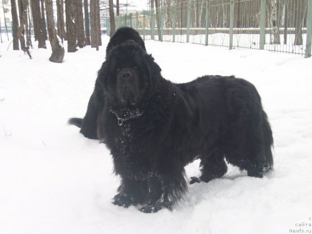 Фото: ньюфаундленд Yarada iz Sibirskoy Glubinki (Ярада из Сибирской Глубинки)