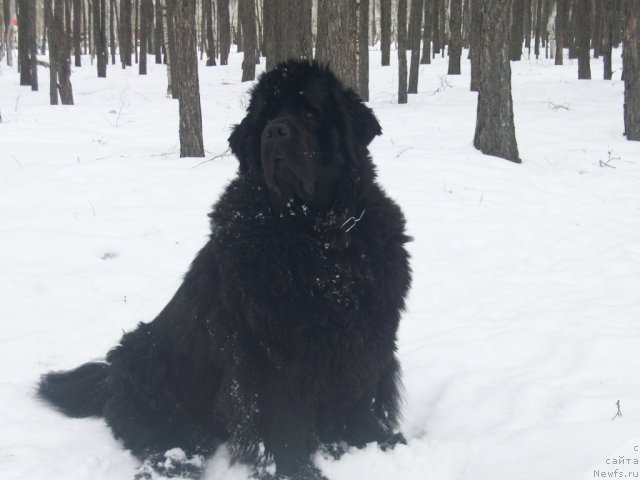 Фото: ньюфаундленд Yarada iz Sibirskoy Glubinki (Ярада из Сибирской Глубинки)