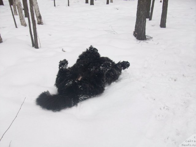 Фото: ньюфаундленд Yarada iz Sibirskoy Glubinki (Ярада из Сибирской Глубинки)
