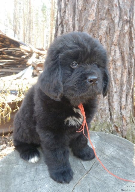 Фото: ньюфаундленд Super Premium Lav Mi Tender (Супер Премиум Лав Ми Тендер)