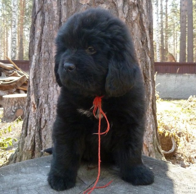 Фото: ньюфаундленд Super Premium Lav Mi Tender (Супер Премиум Лав Ми Тендер)