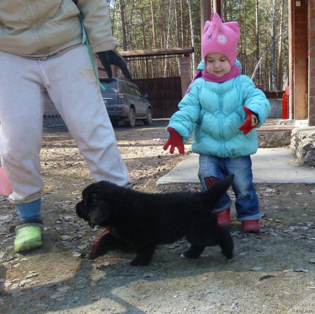 Фото: ньюфаундленд Super Premium Lav Mi Tender (Супер Премиум Лав Ми Тендер)