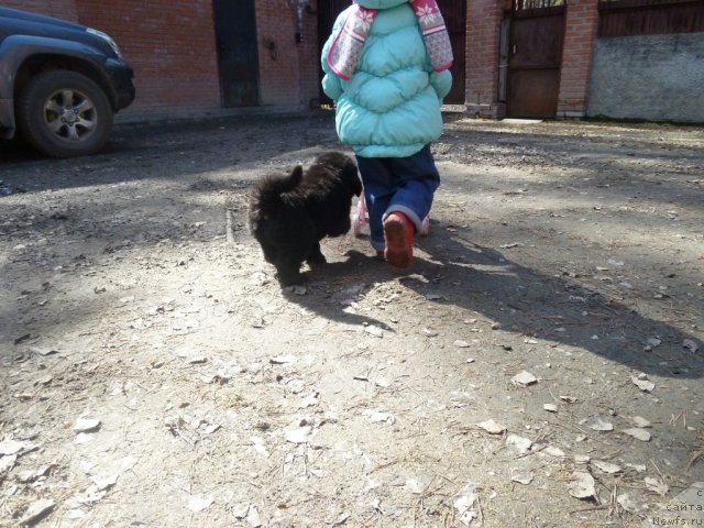 Фото: ньюфаундленд Super Premium Lav Mi Tender (Супер Премиум Лав Ми Тендер)