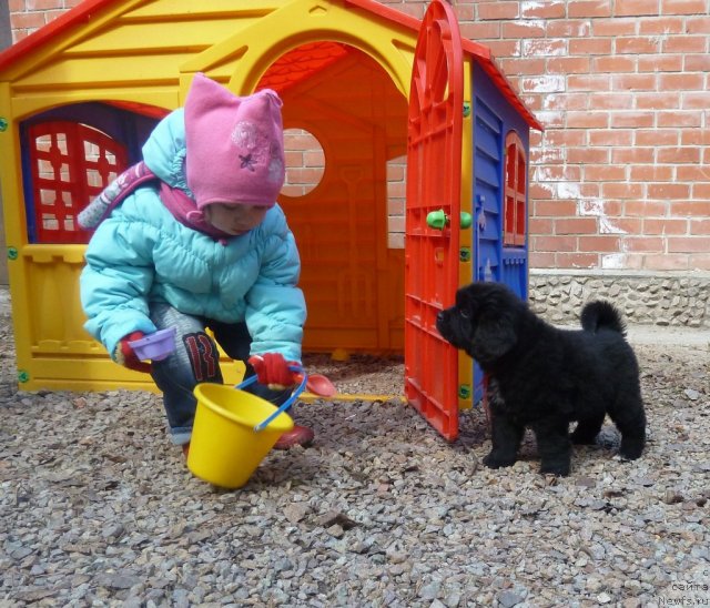 Фото: ньюфаундленд Super Premium Lav Mi Tender (Супер Премиум Лав Ми Тендер)