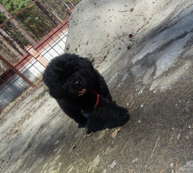 Фото: ньюфаундленд Super Premium Lav Mi Tender (Супер Премиум Лав Ми Тендер)