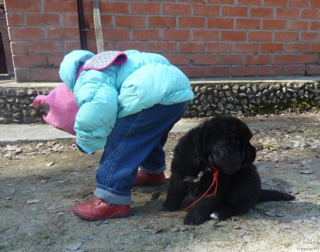 Фото: ньюфаундленд Super Premium Lav Mi Tender (Супер Премиум Лав Ми Тендер)