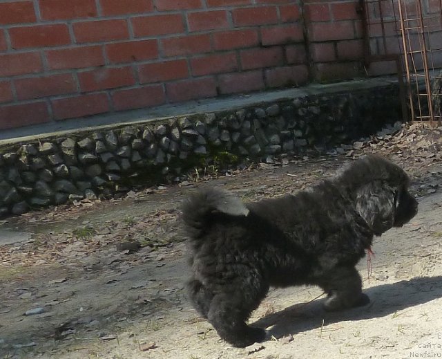 Фото: ньюфаундленд Super Premium Lav Mi Tender (Супер Премиум Лав Ми Тендер)