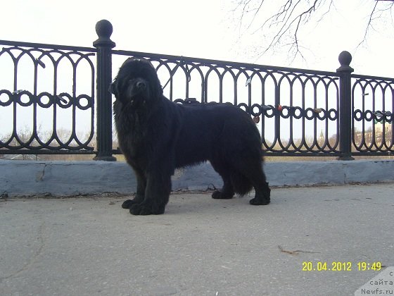 Фото: ньюфаундленд Angelo Orso Cerera (Анджело Орсо Церера)