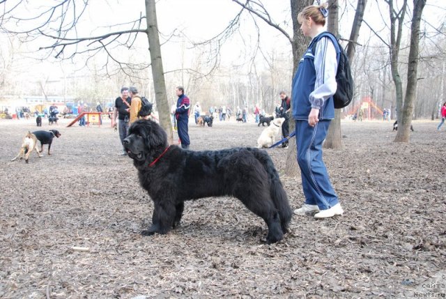 Фото: ньюфаундленд Vom Waterfall Land Ay Petri (Вом Ватерфалл Лэнд Ай Петри), Galina Kostyuhova (Галина Костюхова)