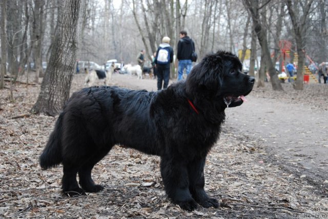 Фотография № 93142