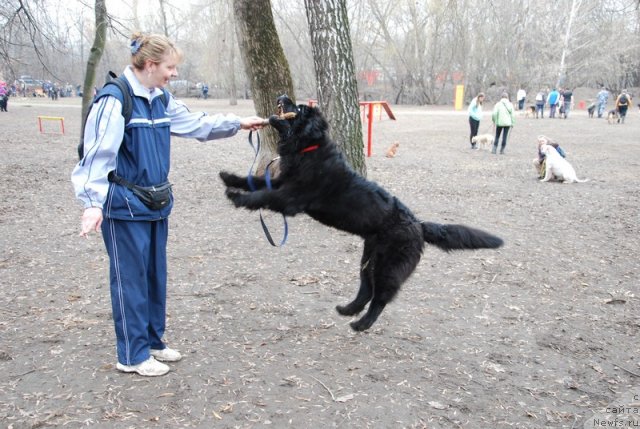 Фото: ньюфаундленд Vom Waterfall Land Ay Petri (Вом Ватерфалл Лэнд Ай Петри), Galina Kostyuhova (Галина Костюхова)