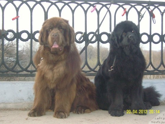 Фото: ньюфаундленд Angelo Orso Vilgelm (Анджело Орсо Вильгельм), ньюфаундленд Angelo Orso Cerera (Анджело Орсо Церера)