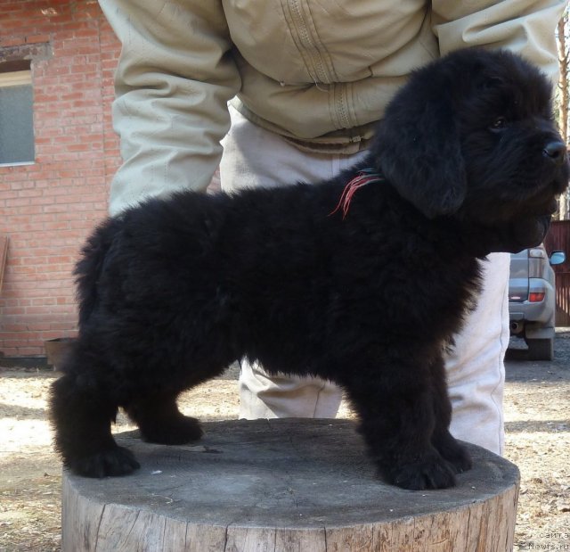 Фото: ньюфаундленд Super Premium Lillihamer (Супер Премиум Лиллихаммер)