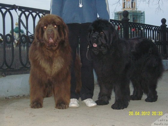 Фото: ньюфаундленд Angelo Orso Vilgelm (Анджело Орсо Вильгельм), ньюфаундленд Angelo Orso Cerera (Анджело Орсо Церера)