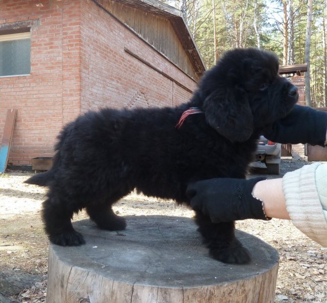 Фото: ньюфаундленд Super Premium Lillihamer (Супер Премиум Лиллихаммер)