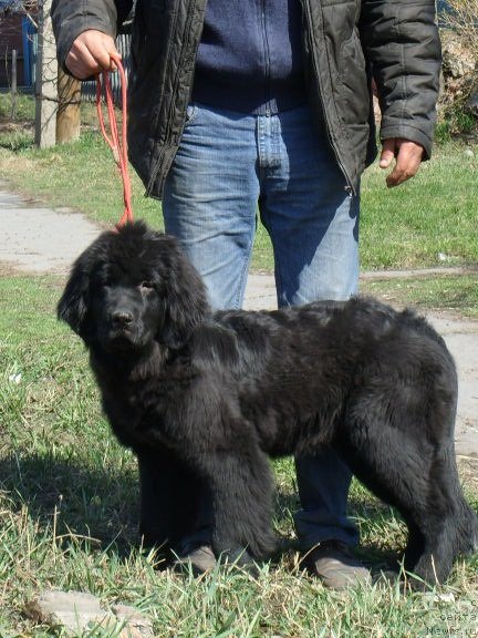 Фото: ДОЧЕНЬКА, ньюфаундленд Carevich Imperii N'yuf ot Marleon Dusvik (Царевич Империи Ньюф от Марлеон Дусвик), ньюфаундленд YEllada Boginya Morya (Эллада Богиня Моря)