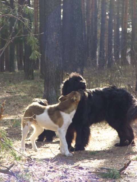 Фото: ньюфаундленд Lesnaya Skazka Lunnaya Sonata (Лесная Сказка Лунная Соната)