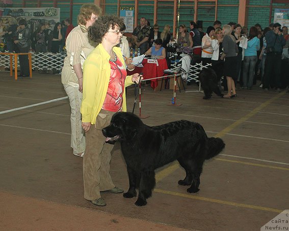 Фото: ньюфаундленд Sent Djons SHarmel' (Сент Джонс Шармель), Valeriya Zaharchenko (Валерия Захарченко)