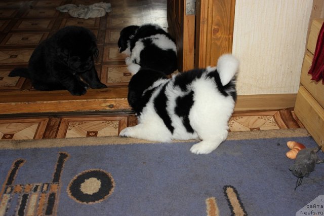 Фото: ньюфаундленд Iskushenie Moey Dushi (Искушение Моей Души)