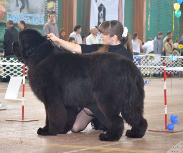 Фото: ньюфаундленд Beguschaya po Volnam Zillion (Бегущая по Волнам Зиллион)