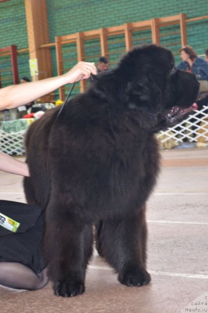 Фотография № 93187