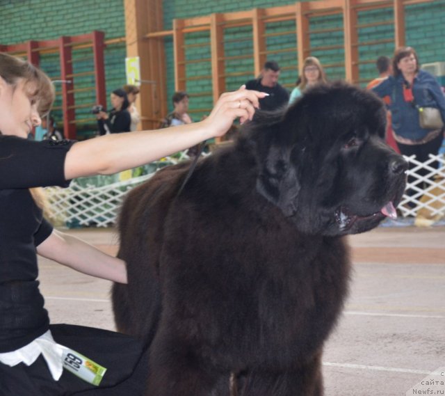 Фото: ньюфаундленд Beguschaya po Volnam Zillion (Бегущая по Волнам Зиллион)