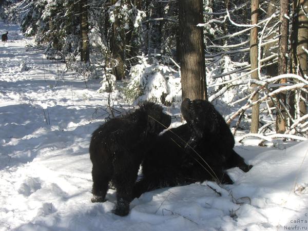 Фото: ньюфаундленд Plushevaya Panda Iskryaschiysya Calipso (Плюшевая Панда Искрящийся Калипсо)