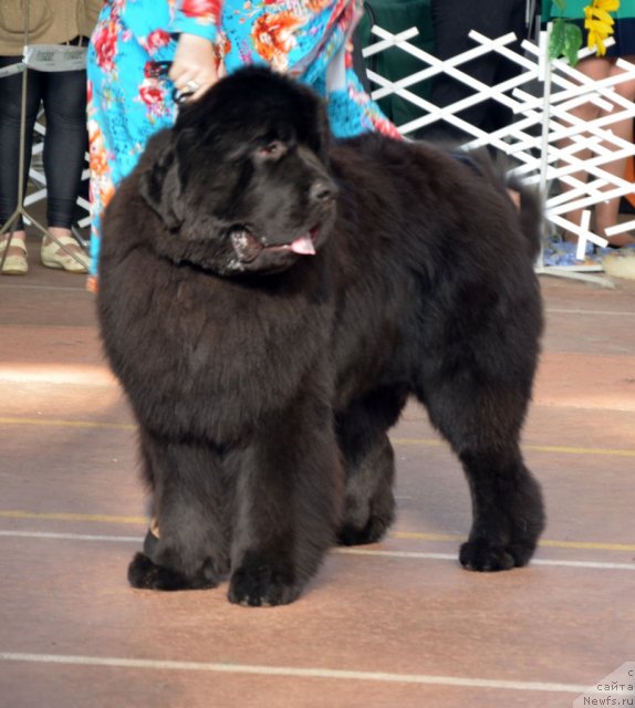 Фотография № 93194