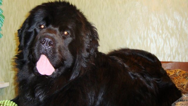 Фото: ньюфаундленд Passia Korolya iz Medvejyego Yara (Пассия Короля из Медвежьего Яра)